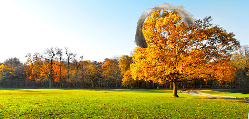 Illustration for article titled What Would Happen If We Put Lincoln Chafee's Hair On Different Autumnal Objects?